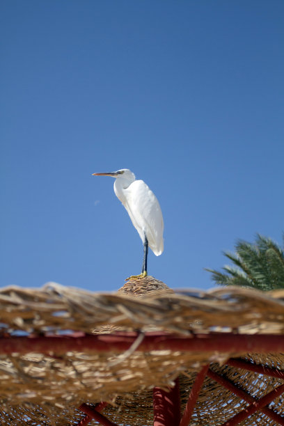 孤独的小鸟坐在蓝天的顶上。动物的背景图片下载