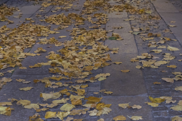 落在人行道上的秋叶图片下载