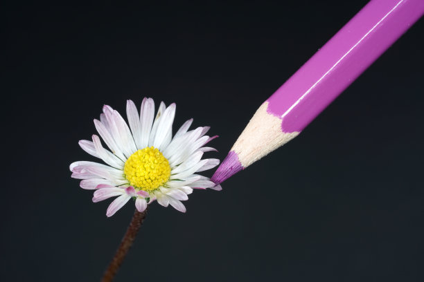 黛西用铅笔画画，画得完美无缺图片下载