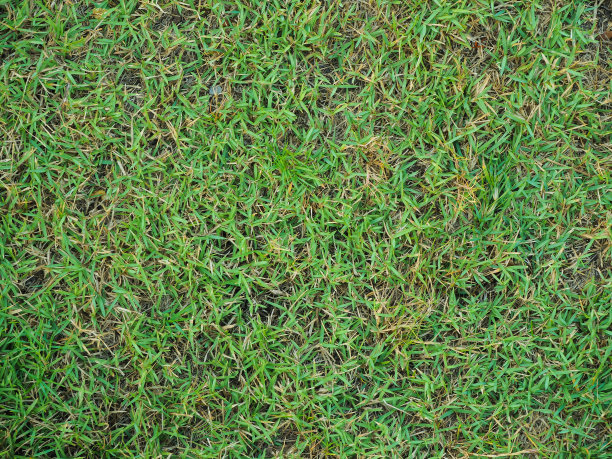 绿草的花园图片下载