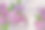 3d墙纸纹理，丁香花抽象画布纹理图片下载