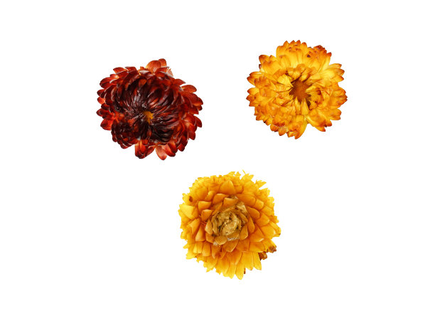 用于装饰的干花孤立在白色背景上。图片下载