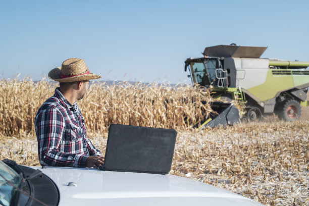 农民在田间管理玉米收割。图片下载