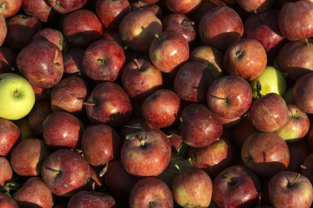 一堆轻度降解的苹果图片下载