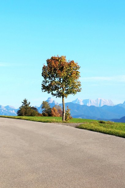 树与秋天的叶子在路上，在背景山，Allgäu，巴伐利亚图片下载