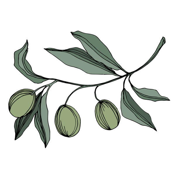 带果实的橄榄枝。黑白篆刻水墨艺术。孤立的橄榄插图元素。图片下载