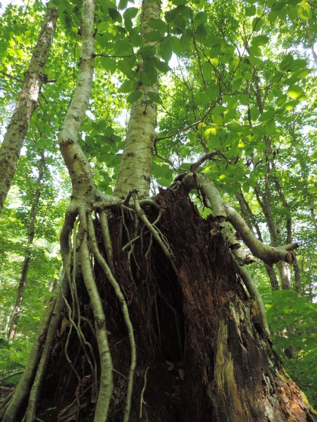 树根缠绕着老树桩图片下载
