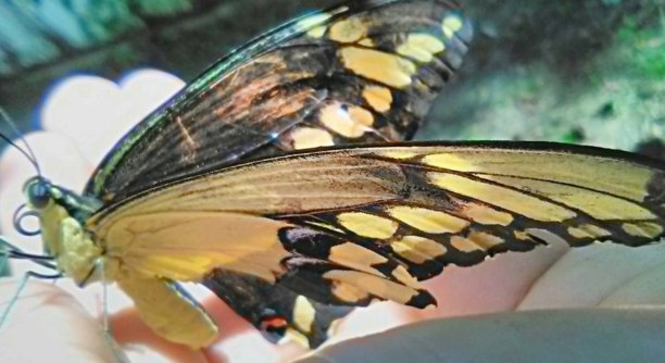 华丽而神奇的金色彩虹蝴蝶翅膀在他的手掌图片下载