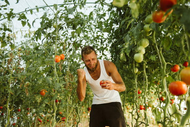 西红柿种植园的年轻农民。图片下载