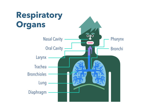 一个简单的呼吸器官的插图，每个部分的英文名称在一个白色的背景图片下载