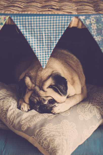 可爱可爱的哈巴狗睡在自己舒适的小屋里，上面挂着枕头派对的庆祝旗帜和动物的有趣图片需要保护和爱图片下载