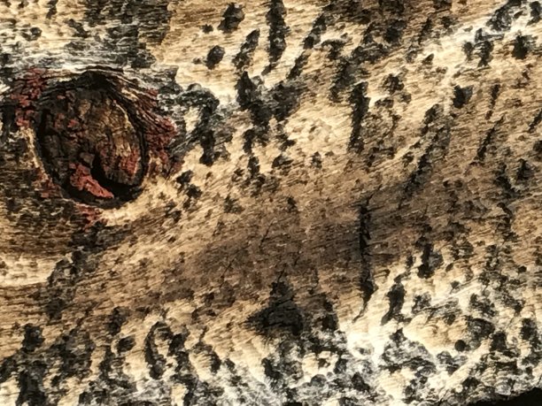 老虎伍德图片下载