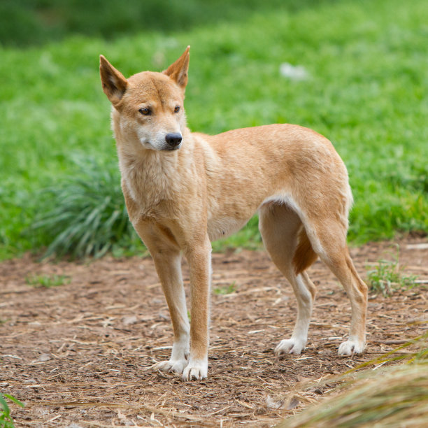 澳洲野犬图片下载