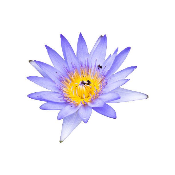 粉红色或紫色的荷花正在盛开图片下载