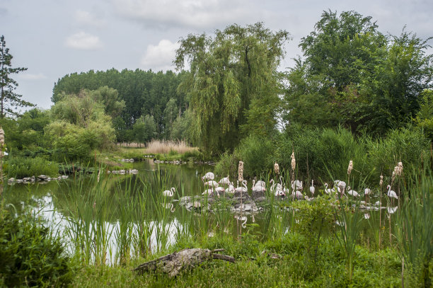 鸟。一群站在浅水区的火烈鸟图片下载