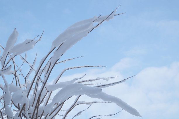 冬天爪图片下载