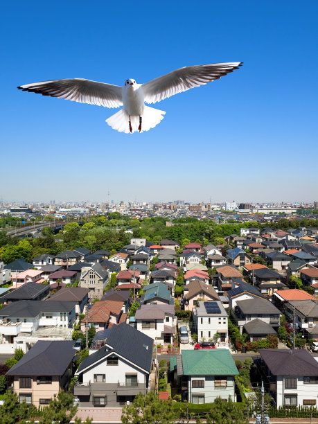 居民区和海鸥图片下载