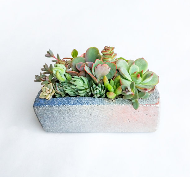 混凝土罐中的多汁盆景图片下载