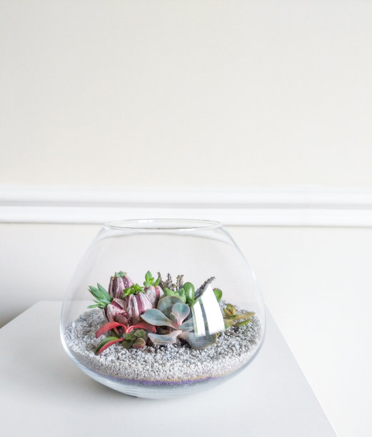 玻璃花瓶里的多汁盆景图片下载