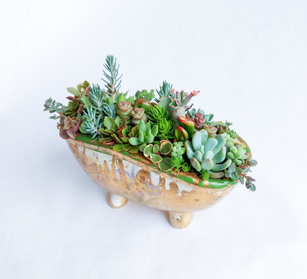 陶瓷玩具浴缸里的多汁盆景图片下载