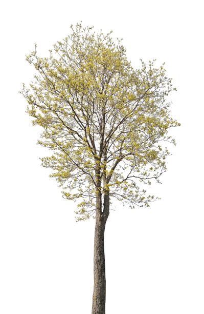 春天盛开的枫树孤立在白色图片下载