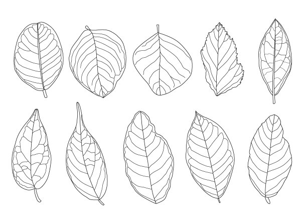 叶线单叶和叶图案黑色带彩色装饰在白色背景上的插图矢量图片下载