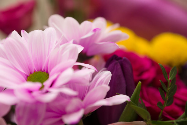 一束美丽的花园里的花图片下载