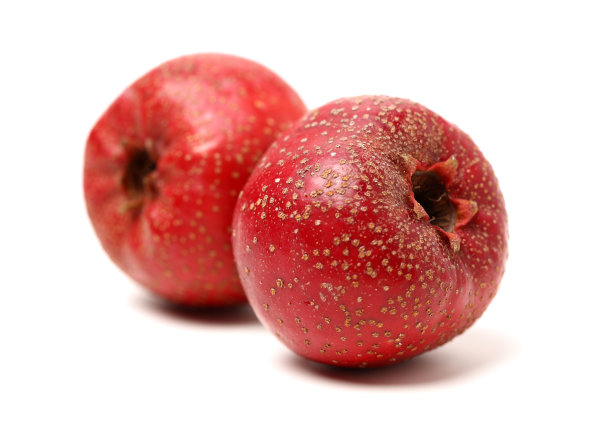 白色背景上的山楂图片下载