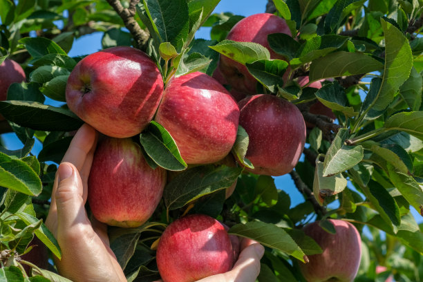 白人女性的手从树上摘新鲜的成熟的红色美味的苹果。图片下载