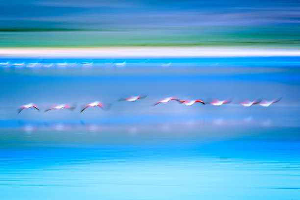 会飞的水鸟。平移摄影。抽象的自然照片。运动模糊的背景。鸟:火烈鸟图片下载