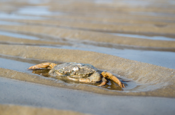 北海海滩上的螃蟹图片下载