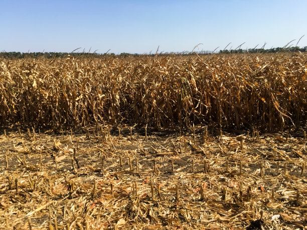 一片枯黄的草地。秋天的风景。来自老植被的背景。图片下载