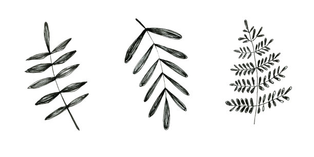 花涂鸦的叶子孤立在白色的背景。图片下载