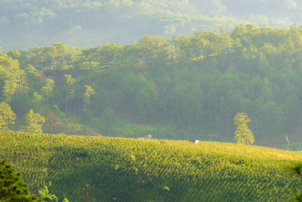 青松在森林中萌发新的生机。照片用于广告设计，杂志，印刷创意等图片下载