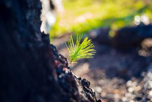 青松在森林中萌发新的生机。照片用于广告设计，杂志，印刷创意等图片下载