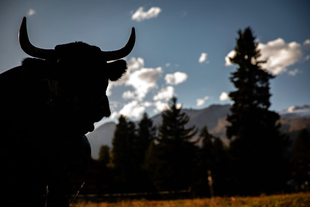 牛轮廓图片下载