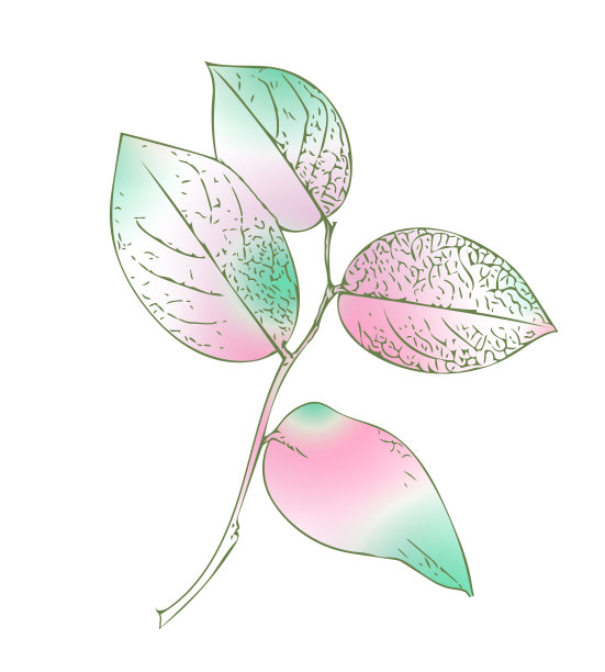 树叶树枝上。图片下载