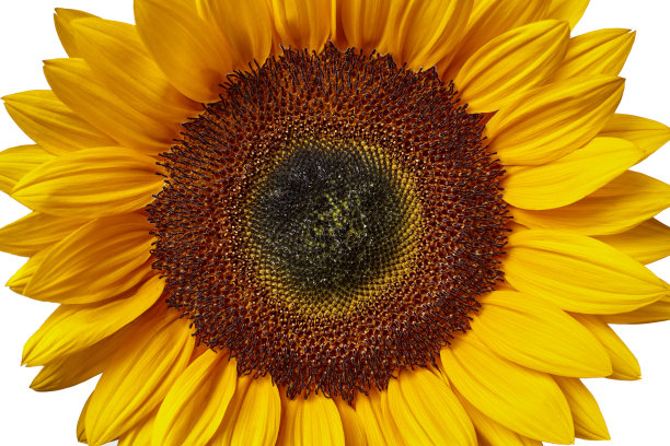白色背景上的向日葵图片下载