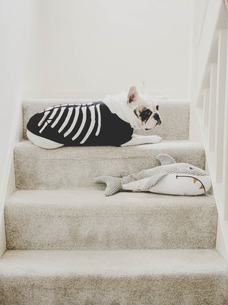 一只法国斗牛犬穿着一副骷髅的化装服，拿着她的鲨鱼玩具躺在楼梯上图片下载