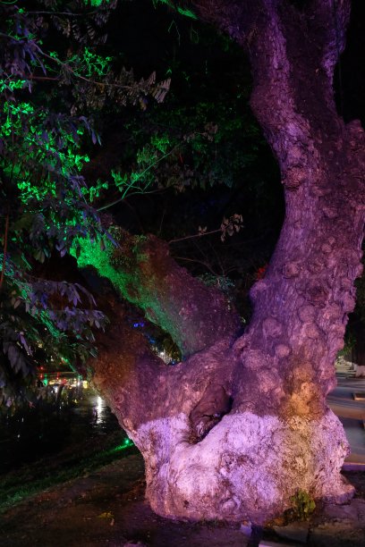 一种大的热带树，树皮打结，被五颜六色的灯光照亮。晚上的时间。图片下载
