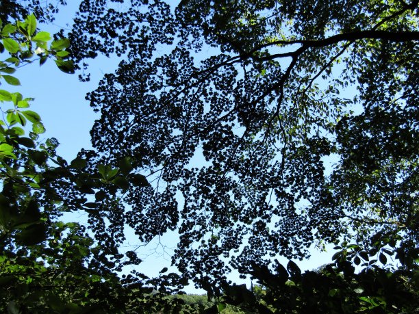 森林在阳光明媚的夏日。透过树枝望着晴朗的天空。图片下载