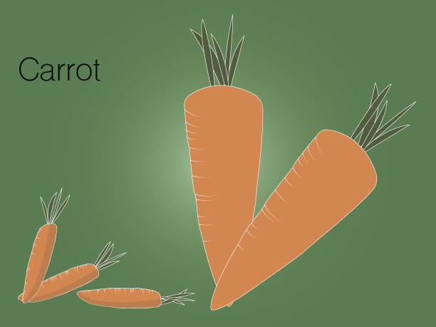 有机天然蔬菜胡萝卜素描。彩色矢量插图可用于促销、广告、配文字;农业主题、农贸市场及标签设计。图片下载