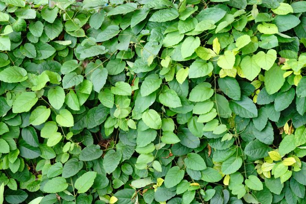 叶覆盖的墙图片下载