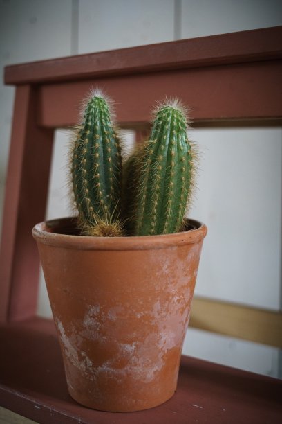 仙人掌在台阶上图片下载