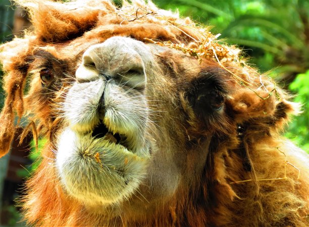 骆驼肖像(Camelus)。图片下载