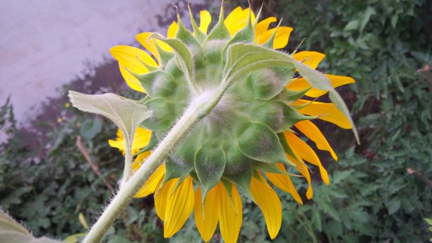 美丽的单向日葵背面特写图片下载