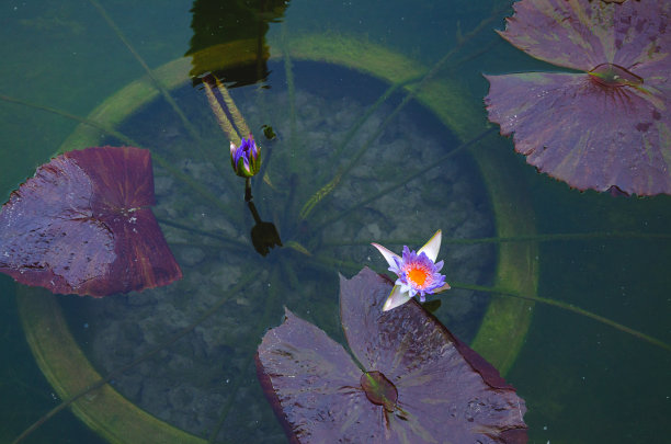 荷花美丽的背景图片下载
