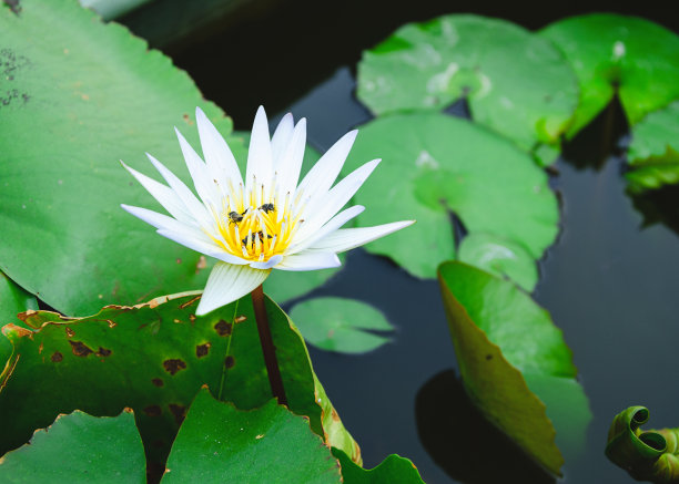 荷花美丽的背景图片下载
