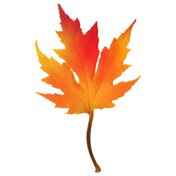 真实的红色枫叶孤立在白色的背景图片下载