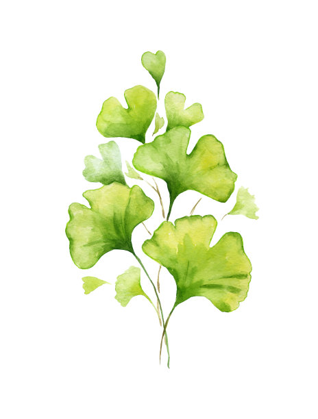 银杏分支。图片下载